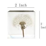 Cubic acrylic resin paper weight with insect and flowers inside acrylic