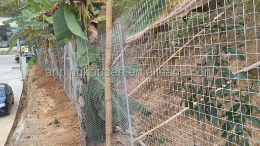 1mx30m Welded Mesh Cages for Chicken Galvanized and Pvc Coated Budget-friendly Choice