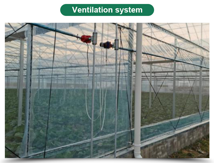 Agricultural Greenhouse Ltd. Presents Large Vertical Hydroponic System for Lettuce