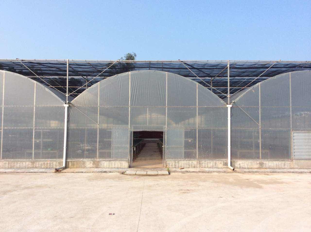 Seedbed Nursery Multi Span Tunnel Plastic Greenhouse For Strawberry Planting