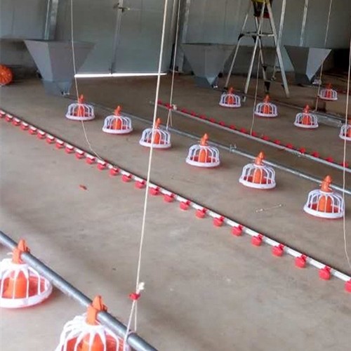 12 Birds 60HZ Poultry Farm Feeding System