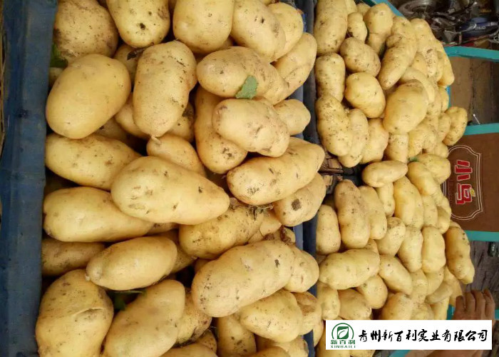 Own Planting Yellow Potatoes Skin Fullness HACCP / GAP Standard