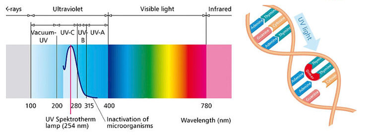 254nm ultraviolet Uv Ozone Bulb Lamp E26 / E27 for sterilization