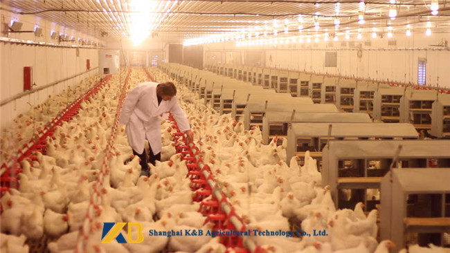 Yellow Color Fish Meal Powder 4.5% Max Salt And Sand Animal Protein