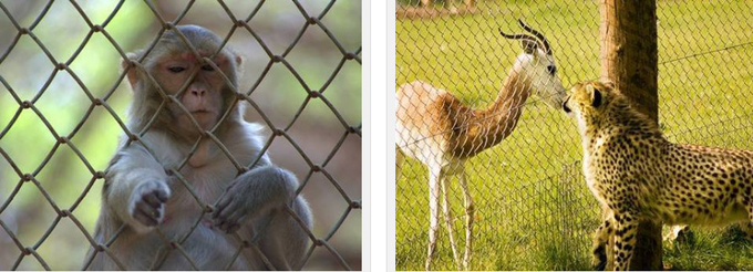 11 BWG 12 BWG Metal Chain Link Fencing OHSAS Wildlife Safe Fencing 2