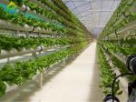 Environment Friendly Soilless Hydroponic System 75*50mm NFT Lettuce System