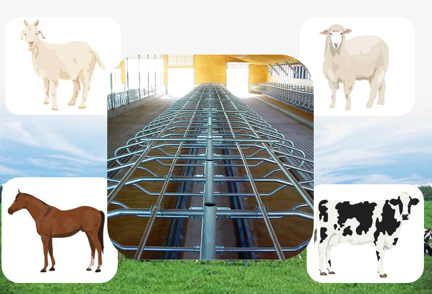 200cm Free Stall Barn Galvanized Round Tube And Stell Pipe For Cow
