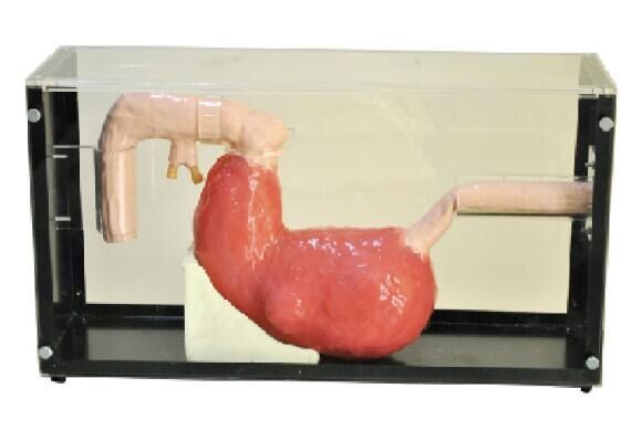 Stomach Gastroscope , ERCP Clinical simulation education tool with 1 Year