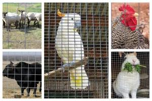 China Welded Wire Mesh Roll Used In Animal Breeding wholesale