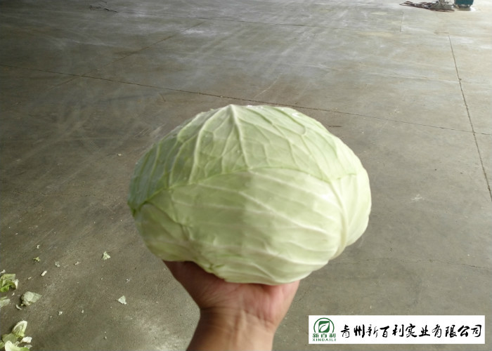 Cold Tolerant Common Cabbage Vegetable Low Calories Easy Store Fit Wholesaler