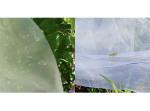 Insect-Proof Net, Crops Protection Net Against Insects And Pests
