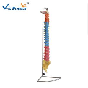 China Didactic Vertebral Column PVC Anatomical Skeleton Model wholesale