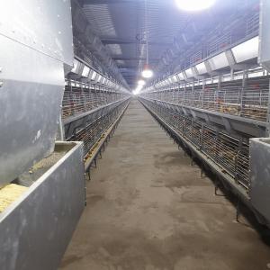 China Q235 HDG Broiler Equipment H Type 1.0mm Meat Chicken Cage wholesale