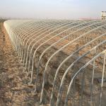 Galvanized Steel Single-span Tunnel Greenhouse for Growing Vegetables Fruits