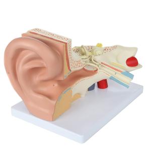 China Human Giant Anatomical Ear Model 4 Parts For Medical Education wholesale
