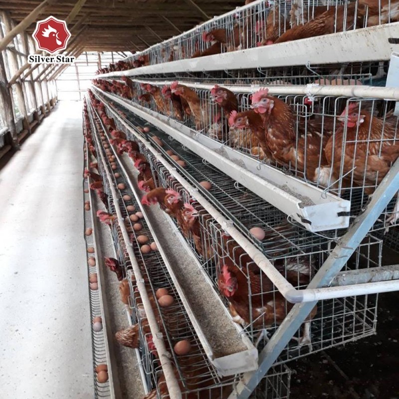 A Frame Layer Chicken Battery Cage Hot Dip Galvanized Steel For Poultry Farm