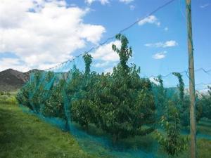 China Warp Knitted Covering Fruit Tree Insect Screen Mesh Bag Protection Netting wholesale
