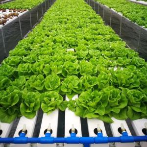China Soilless Indoor Farming Strawberry Growing PVC Tube For Hydroponics NFT System For Sale wholesale