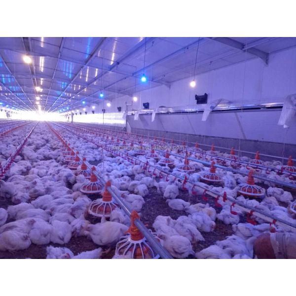 Cheap Price Fully Automatic Chicken Feeder and Waterer Broiler Feeding and Drinking Line System for Chicken Coop Breeding