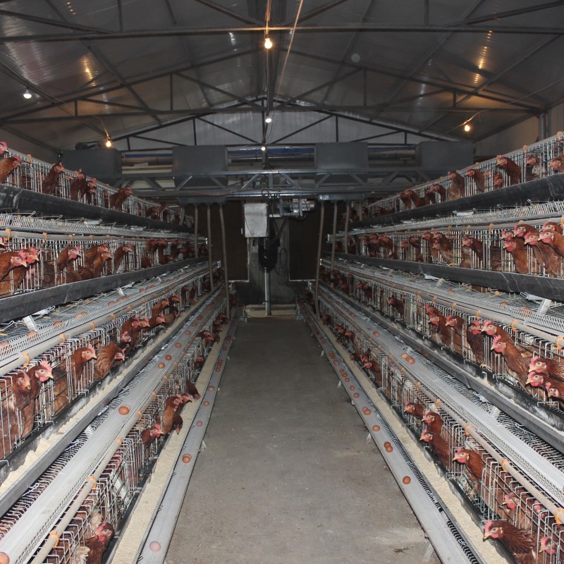 3 Tiers 4 Tiers Layer Chicken Battery Cage In Poultry Farm A Type