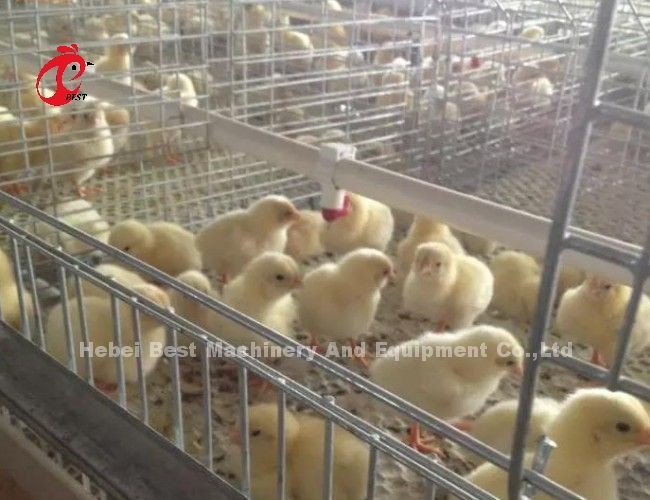 Q235 A Type 3 Tiers Pullet Chicken Cage Silver Galvanized Adela