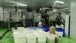 10ml 100% Pure Peppermint Oil Bulk Peppermint Essential Oil Extraction