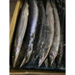 All Size Sea Frozen BQF Pacific Saury Cololabis Saira
