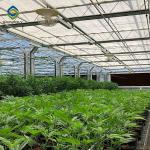 10m Plastic Shed Automated Light Deprivation Greenhouse For Mushroom