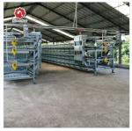 5000 Birds Broiler Poultry Cage Farm Hot Dip Galvanized Battery H Frame Farm