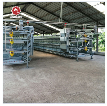 H Type 5 Tiers Automatic Broiler Feeder 1800x1200x410mm