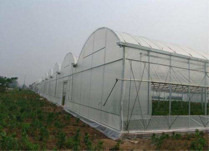 Fruit Trees Protection Insect Mesh Netting Anti Aphid Mesh Net High Tensile Strength