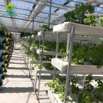 Customized Soilless Gardening Systems Vertical Hydroponic Farming Equipment