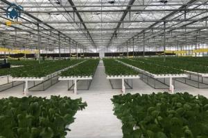 China Greenhouse Hydroponic Vertical NFT Hydroponic System Soilless Vegetable Planting Troughs wholesale