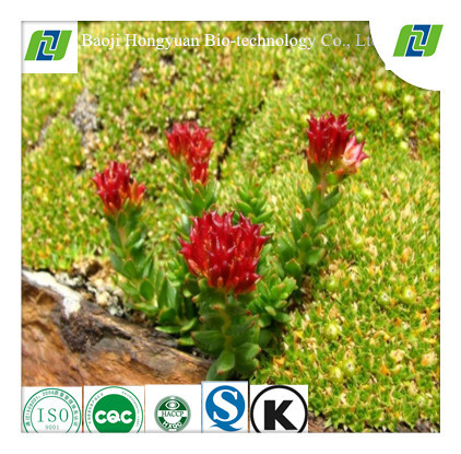 Quality Rhodiola P.E. Salidroside3% for sale