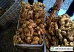Mature Organic Fresh Ginger , Wholesale Premium Grade Air Dried Ginger