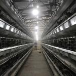 Q235 Steel Wire Poultry Chicken Cage Stable Performance 0 - 20kw Power For Farm
