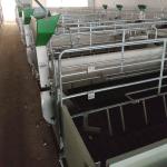 Pigsty Equipment 2.5mm Thickness Sow Farrowing Crate