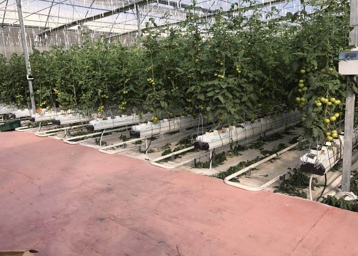 10x12 6x4 4x2 Pc Sheet Large Polycarbonate Greenhouse Growing Tomaotes Cucumber Growing System