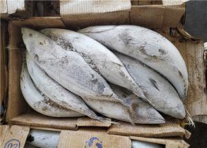 China Katsuwonus Pelamis Bulk 2.0kg 2.2kg Frozen Skipjack Tuna wholesale