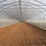Plastic Tunnel Single Span Greenhouse Agricultural For Strawberry