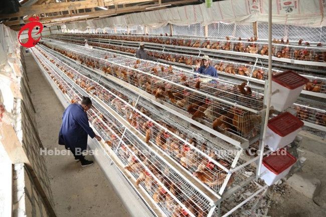 Advanced Poultry Farming Cage System With Automatic Nipple Drinkers Emily Wang
