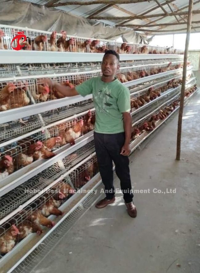 2.2m By 2.4m By 1.95m Layer Battery Cage System 4 Tier 160 Capacity Sandy