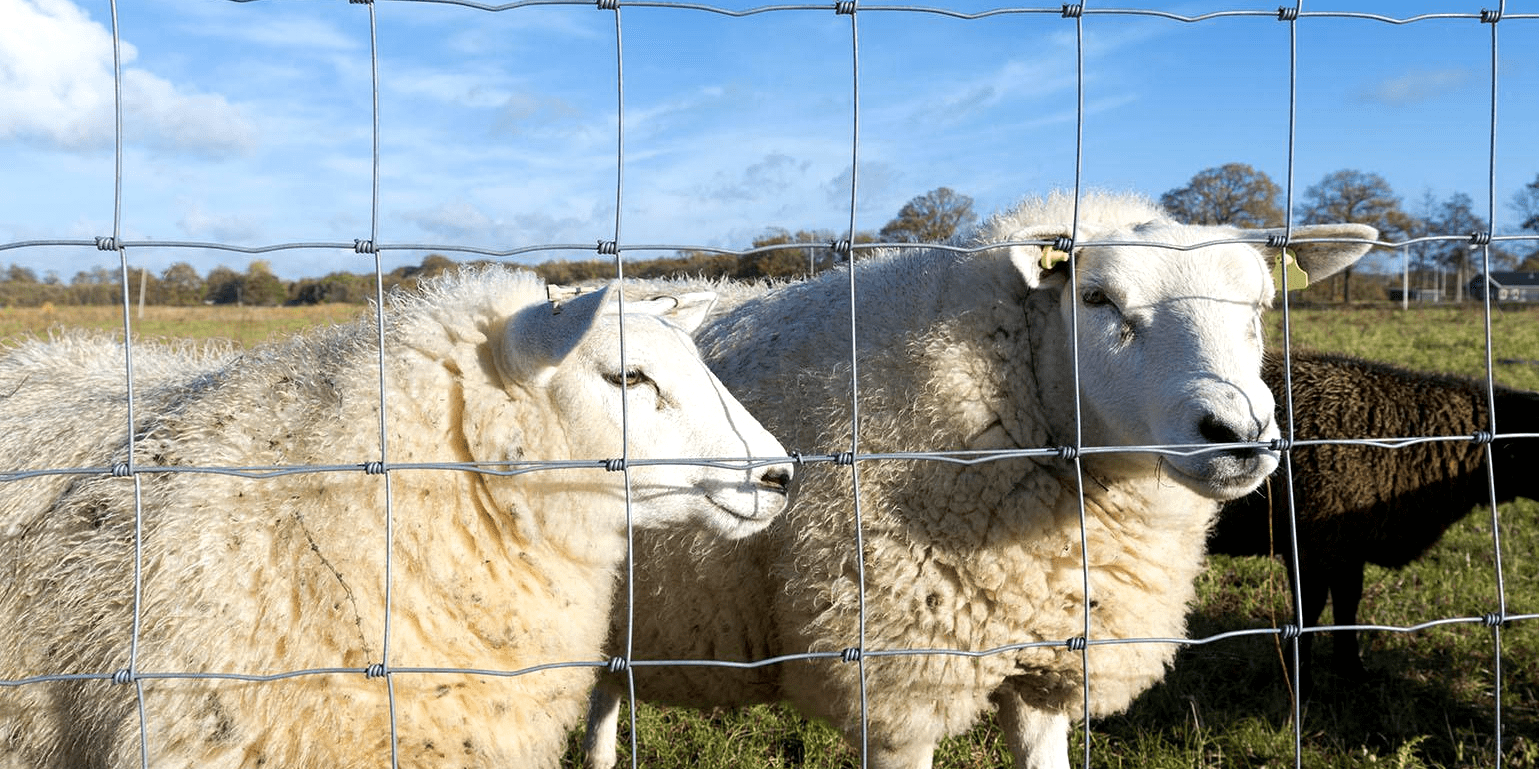 Goat Farm Fence Hot Dipped Galvanized Hinge Joint Knot Field Fence
