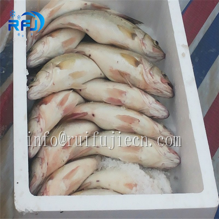3 Ton Industrial Ice Making Machine Fresh Water 220V/1P/50Hz For Fishing Zone