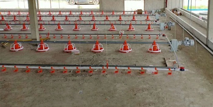 Chain Feeding System Chicken Breeding Equipment