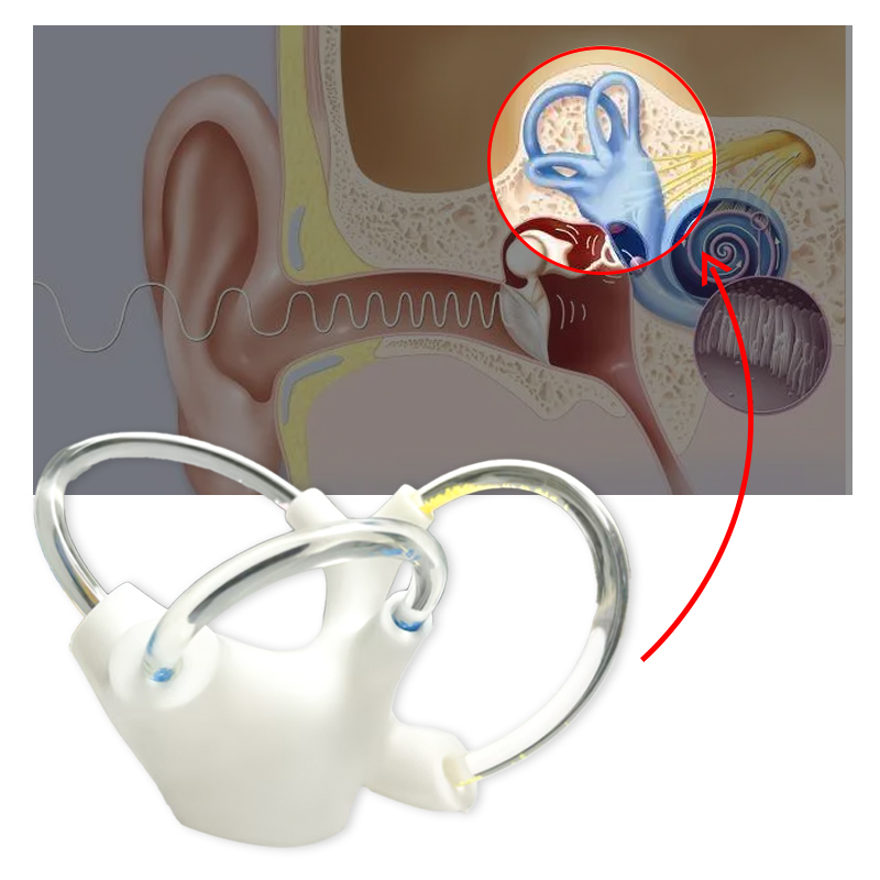 Balance Cochlea Inner Ear Cranial Nerve Rehabilitation Anatomical Function Didactic Demonstration Semicircular Canal