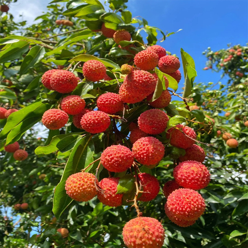 Fruity Premium Fragrance Oil Lychee Essence Oil for Toothpaste Making