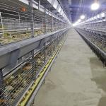 Poultry Farming 1-45 Days Broiler Equipment SGS Battery Cage System
