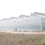 Poly Tunnel Plastic Film 200 Micron Multi-span Customized Agricultural