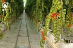 Modern Multispan Greenhouse Flower Growing With Automatic Control System